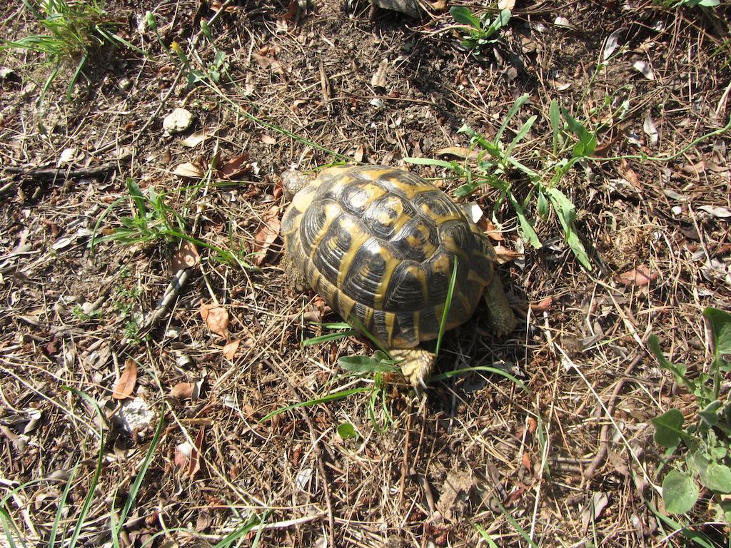 Massacan-vue