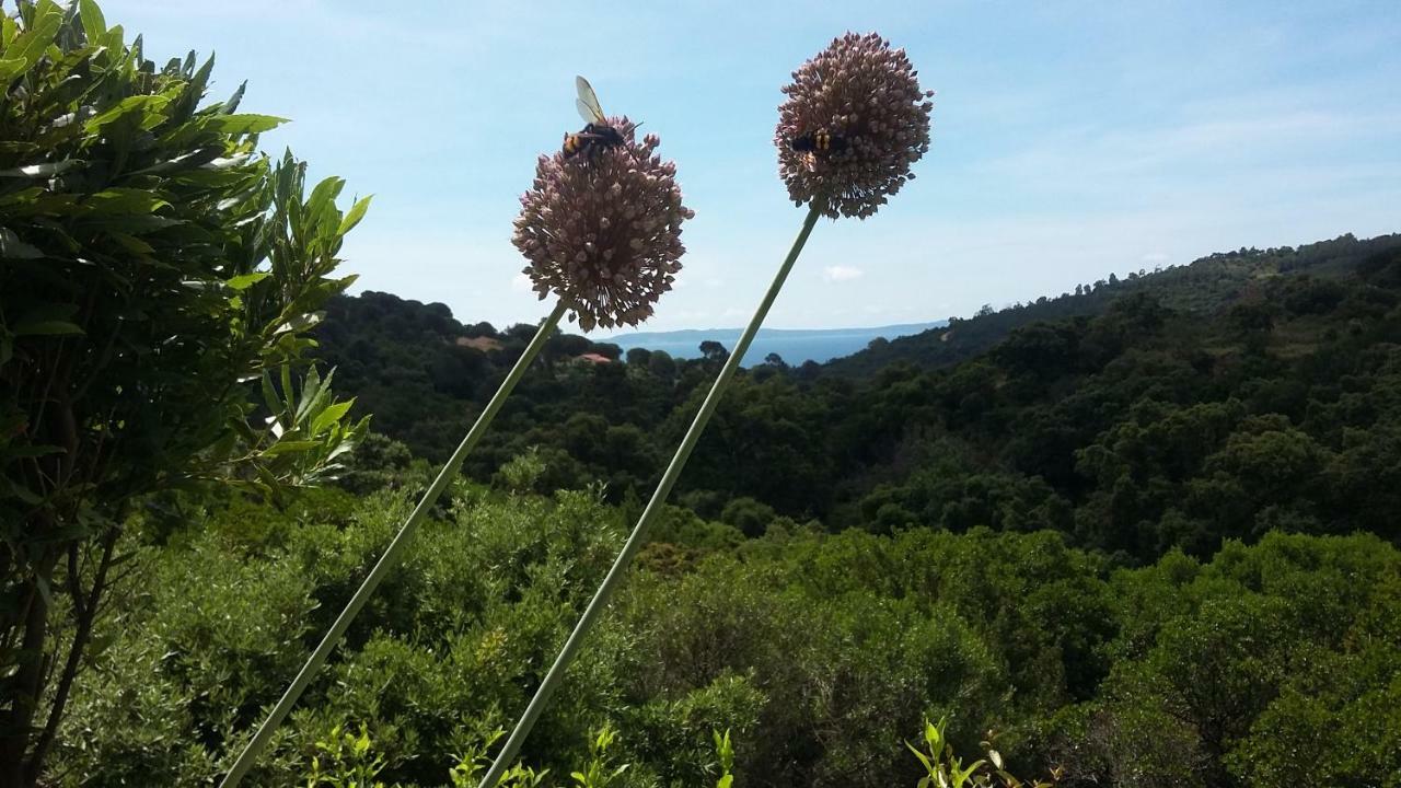 Massacan-vue * Le Lavandou