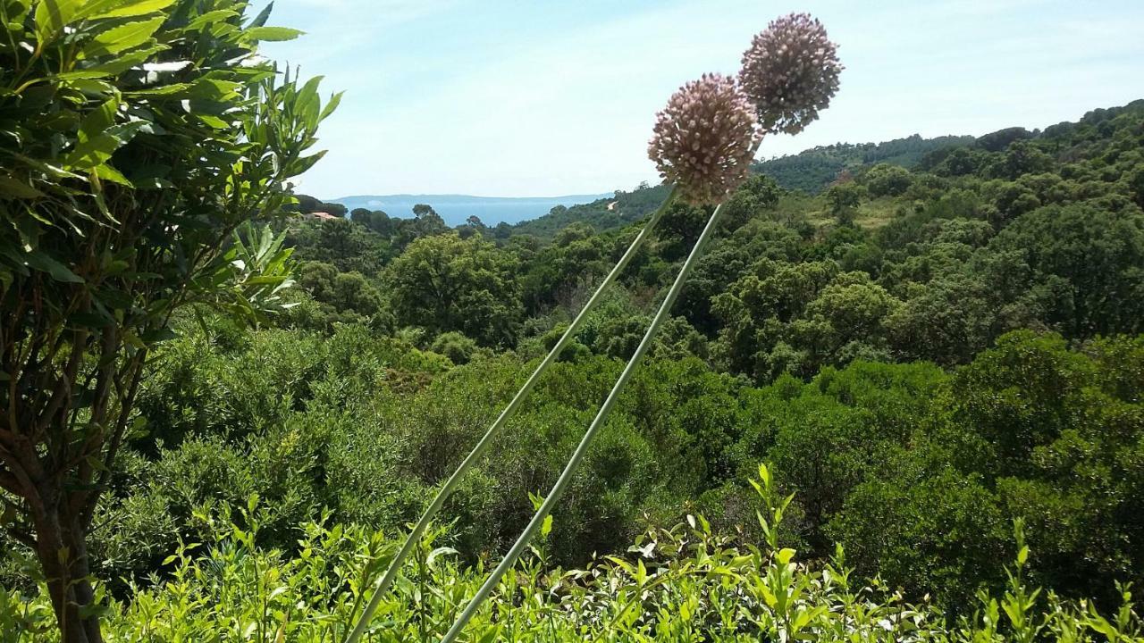 Casa de hóspedes Massacan-vue Le Lavandou