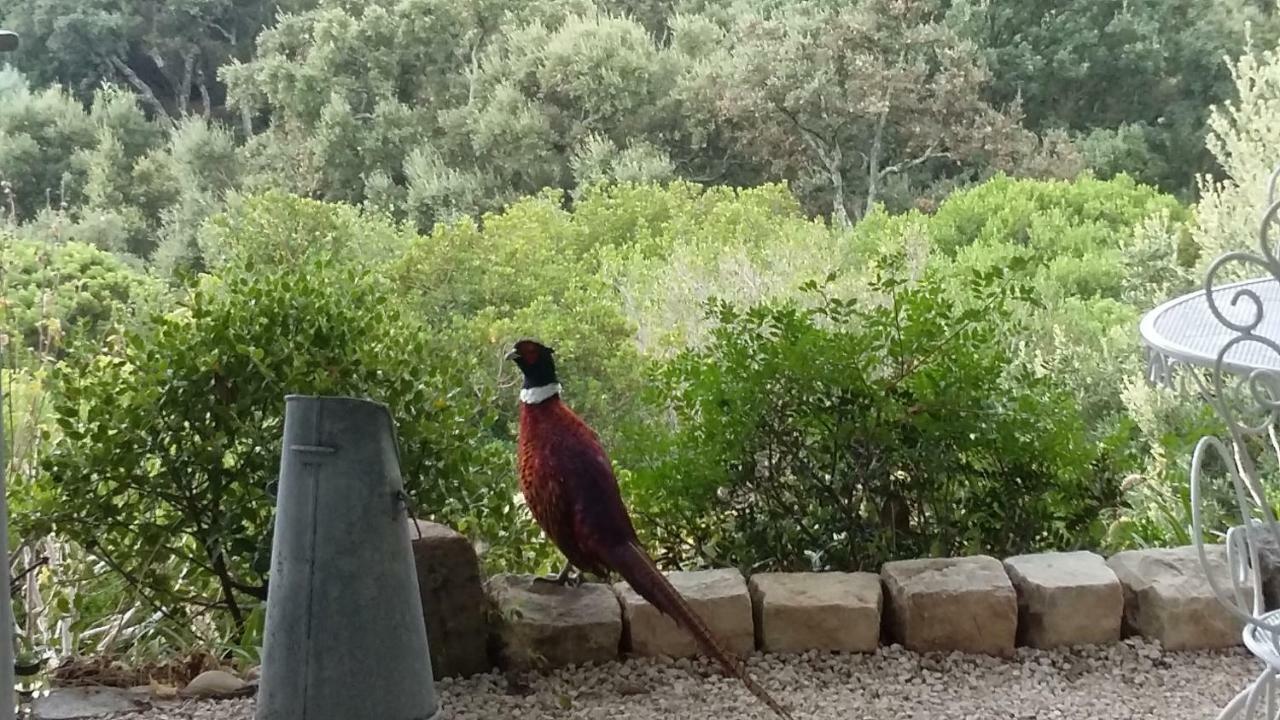 Casa de hóspedes Massacan-vue Le Lavandou